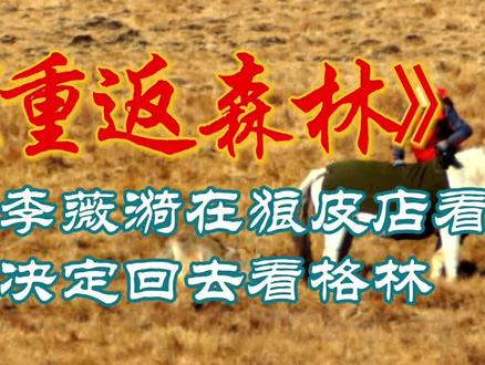 #狼王格林 #重返草原 李薇漪重回草原看格林 格林重返狼群后,李薇漪和亦风返回了成都。有一年,一次听说格林被人逮到了在卖,李薇漪和亦风来到了若尔盖县城,还好,那不是格林。他们在在县城中闲逛时看到了一家店铺在售卖狼牙和狼皮,有一个袍子,全部是用狼头皮做的,问了店主是用620个狼头皮做的,1240只狼眼永远闭上了再也睁不开了,亦风和李薇漪用手轻轻地抚摸着狼头皮,百感交集,悲从心中来,草原上盗猎太严重了,他们突然想起了他们的儿子格林,格林是否还活着?格林有没有危险?他们决定上狼山去寻找格林。
在去狼山的路上有遇到盗猎者,很危险。也有看到野狗被拔了牙。虽然有保护区,这些盗猎者在利益的驱动下还是肆无忌惮地盗猎野生狼。
他们开车上山,在雪地里看到了狼爪印,他们顺着狼爪印找到了3只狼,他们喊着格林的名字,其中有一只狼回头望了望,他们也不太确定是不是格林。有一天,他们终于看到了狼群打围,李薇漪一眼就看到了格林,看到格林在围猎牦牛,并成功捕猎。牧场的人来了,开枪警告,李薇漪赶快喊着格林,让格林跑,快跑,格林站住了,望着他们,快跑啊傻孩子,活命要紧。
狼群脱离危险后,格林也舍不得妈妈,往回走,格林也要再见见妈妈一面,母子多年未见了,现在好不容易又见到了,多么激动人心的时刻啊!李薇漪也回想起2011年2月在格林9个月大的时候,重返狼群,梦想再见到她亲爱的儿子。
现在终于又见面了!
2013年,格林成长为一代狼王,娶了狼后格桑,他们也有了后代,而且是4只,名字分别叫:双截棍 福仔 飞毛腿和小不点。格林和亦风又升级了,成为了奶奶和爷爷。他们和小家伙们在一起享受了一段美好时光,享受了天伦之乐。#《重返狼群》 #狼王格林 #抖音合集升级计划