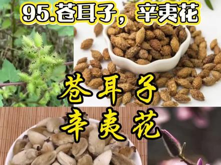 中草药知识学习#95苍耳子,辛夷花