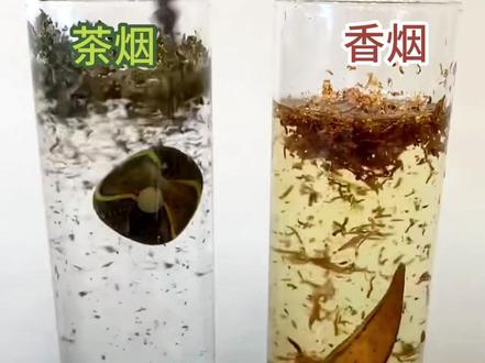 香烟和茶烟哪个危害更大