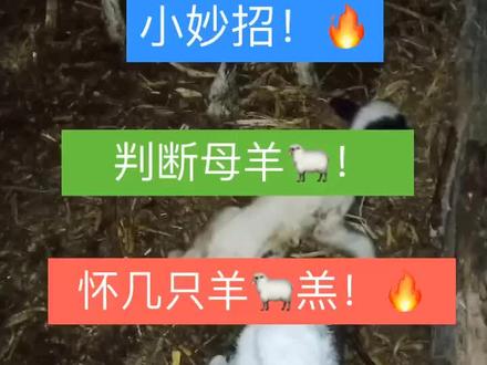 喜欢养殖点点红心♥️点点关注➕每天分享养殖小知识!