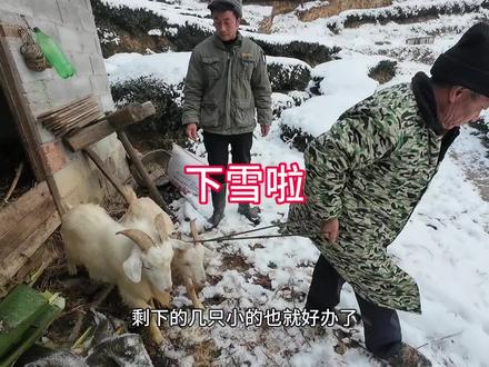 一场大雪迎来了2026年,让喜庆的元旦变的更有氛围。好日子加上雪景来一场杀猪宰羊,这一下就有了过年的气氛了!#乡村烟火气 #vlog日常 #记录真实生活