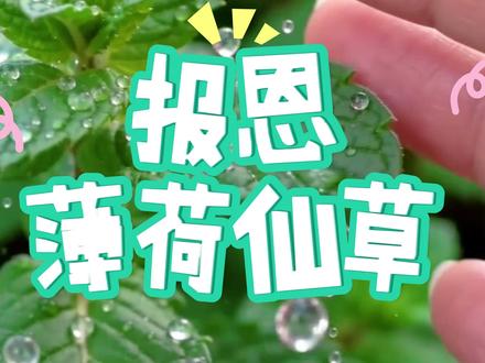 薄荷自然凉感恰到好处! 爱薄荷的快试试吧~
#薄荷饮料 #原料超正 #超正草本好仙草 #烧仙草脑袋 #低负担饮品