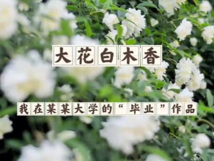 这个也是我从某某大学的“毕业”作品了,虽然是一场美丽的错误,但是既然种下了就好好欣赏它开花吧。#白木香 #重瓣白木香 #蔷薇花