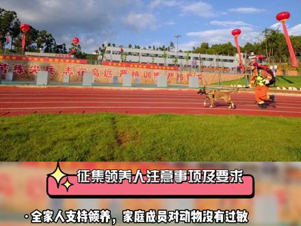 云南4只退役搜救犬征集领养人,你愿意带它们回家吗?#搜救犬