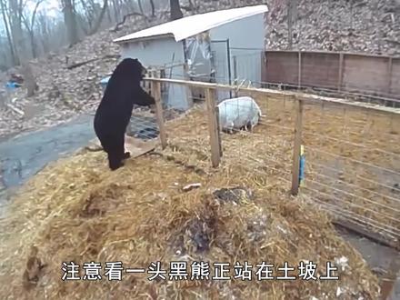 饿急眼的黑熊!光天化日翻栏猎杀家猪,却被猪夫妻干翻在地
