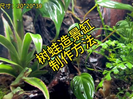 分享树蛙造景方法 制作过程#树蛙造景 #树蛙 #姥爷树蛙 #雨林造景 #小土豆的造景分享