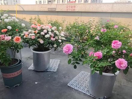 评点最耐热的十五个月季品种(下)