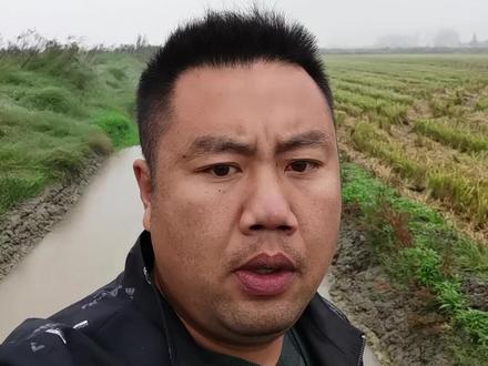 合理的规划小龙虾养殖塘口的季节真的很重要,什么节点种稻什么节点养虾,什么时间放苗什么时间结束,要提前规划好#小龙虾养殖