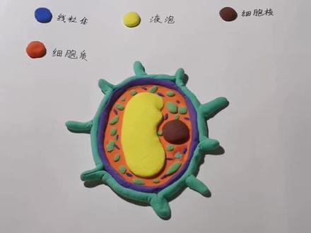 初中,生物课超轻粘土制作细胞结构模型图。欢迎同学点赞评论指点😍
