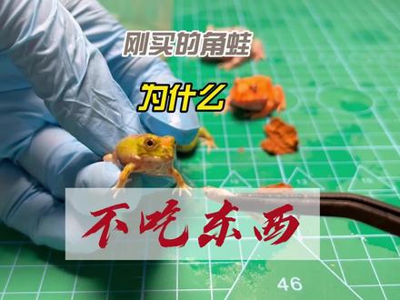 角蛙不吃东西,用这招轻松搞定#角蛙 #角蛙喂食