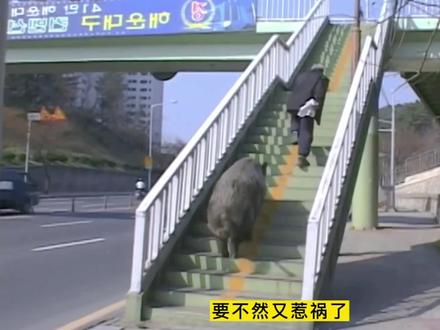 大爷每天骑野猪上街买菜,拉不拉风!