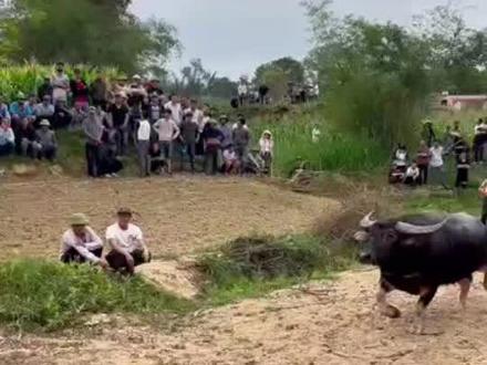 送别2025、感恩一切遇见🌸,2026年来了,我们再出发,所🈶的❤️惊喜、❤️风景、❤️成长、❤️收获都讲在路上……不惧风雨、才能成长,勇往直前,加油!加油!🤩🤩🤩#斗牛 #斗牛爱好者 #斗牛视频 #斗牛爱好者一路长虹 #斗牛文化传播