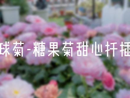 球菊-糖果菊甜心扦插#露台花园