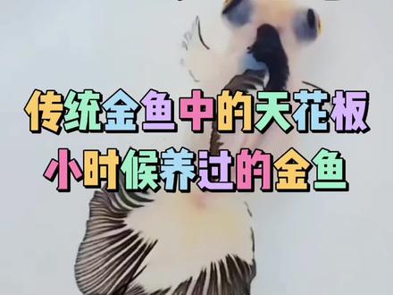 龙睛蝶尾小科普
做为最具代表性的中国传统金鱼,
龙睛蝶尾以夸张的造型,宛如天仙的尾型,深受着国人的喜爱,
随着目前金鱼市场已渐渐被兰寿和泰狮霸占,还有多少人记得这种风度翩翩的金鱼呢?#我要上热门 #喜欢就关注我吧 #水族爱好者 #一定要看到最后 #神奇动物在抖音 #快乐就这么简单 #萌宠 #萌宠推荐官 #养鱼人 #宠物龟 #国画教学 #动物 #兰寿 #家庭伴侣犬 #记录生活中的小美好 #水族 #金鱼 #养宠知识 #刷到了就是缘分 #养鱼