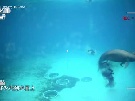 江豚水下生产,宝宝险些窒息而死,幸好最终救活了♥️