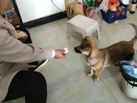 从小是这么掰着喂的,无论是苹果、香蕉、红薯、鸡蛋、鸡蛋糕、馒头等等,甚至肉肉都是一口一口掰着喂的,然后就惯成了这样子,只要是大块的就不吃,必须掰成小块的。小时候是怕噎着才这样做的,但是现在长大了,反倒成了习惯,它也不愿意自己动手,这可愁S人了...#狗狗 #萌宠日常记录 #铲屎官的乐趣 #神奇动物在抖音 #中华田园犬