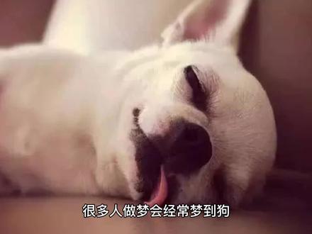 你有经常会梦到狗吗?看看《周公解梦》怎么说… #狗狗 #中华传统文化 #周公解梦 #中视频伙伴计划