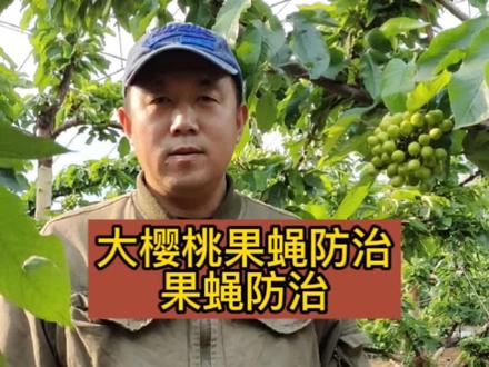 大樱桃果蝇防治,大樱桃果蝇药剂选择#大樱桃管理 #大樱桃用药管理 #大樱桃果蝇防治技术 #大樱桃果蝇防治 #樱桃果蝇 #大樱桃打药 #大樱桃种植管理 #大樱桃病害 #开三农业#炬成植保 #大樱桃脱裤期 #涂干肥 #周芭皮 #炬成生物硅肥 #磷豆液体肥 #抖音助农☞ #抖音助农计划2021 #三农 #果树三位一体管理 #涂杆肥 #抖音助农