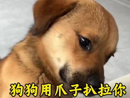 狗狗用爪子扒拉你有六种含义,你都理解吗#养狗经验分享#养狗人 #养狗小知识 #狗狗驱虫 #养狗日常