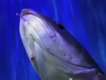 市面上的鳕鱼,怎么都没有头呢?