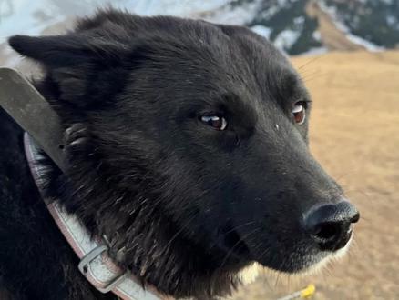 禁止非法捕猎 下套 设网 小辣椒性情勇毅,嗅觉敏锐,速度奇快,是六盘强子护农队核心,为现役圈狗中最稳定、最有韧性、专注度最高的领队汪汪。护农以来,带领伙伴纵横山野,凭一身骚稳骚远的本领,圈猪从未失手。四只小短腿丈量过每一寸田埂、踏遍每一片密刺林,为守护家园倾尽所有,奔跑到最后一刻。
四年征战,一生鲜活,谢谢你的赤诚坚守,谢谢你的聪慧机敏。此去长风浩荡,愿我宝贝前路顺遂,安息勿念。
最后警示大家禁止私拉电网,本就是触碰法律红线的违法行为。它所换来的,从来不是所谓的“收获”,而是一个个无法挽回的悲剧、一次次撕心裂肺的离别!在此我们郑重呼吁朋友们:请坚决抵制私拉电网、野外设套等一切非法捕猎行为,并主动举报此类危险行径。让我们共同挥动法律的利剑,斩断这些害人陷阱,守护山林田园的安宁。让每一个为护农而奔赴的生命,都能平安出发,平安归来!#六盘强子 #狗狗是人类最好的朋友 #猎犬 #合法护农队 #狗狗 @六盘强子