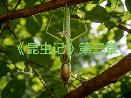 #真实户外 #谁知道这是什么 《昆虫记》第三章八下必考名著阅读理解考点集结号