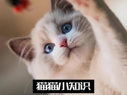 猫咪打架有多狠?铲屎官如何有效劝架?#猫咪打架日常 #猫咪的迷惑行为 #养猫日常