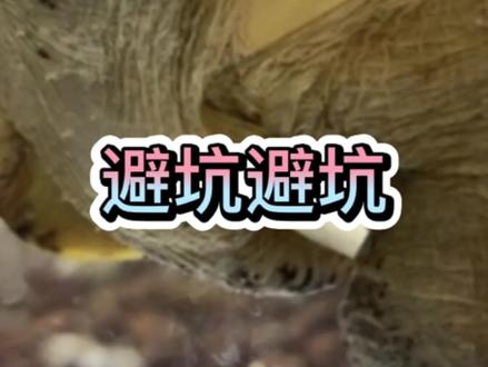 #墨西哥蛋龟 #墨蛋 #窄桥蛋龟 #蛋龟 #热门 ,新手避坑吧,都是套路