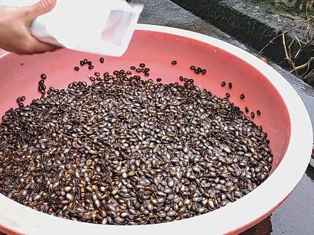 表嫂备年货,自制五香瓜子招待客人,好磕不上火,醇香回味又干净 #我的乡村生活 #记忆中的味道