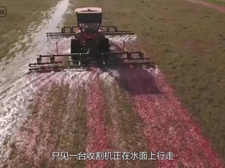 生长在地上,收获在水里,蔓越莓独特的收获方式。
#蔓越莓