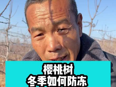 樱桃树冬季如何防冻#樱桃树 #樱桃树苗 #樱桃树管理 #车厘子大樱桃 #车厘子大樱桃树苗 #美早 #美早樱桃苗 #美早大樱桃 #沙王 #沙王樱桃苗 #齐早樱桃苗 #果树 #果树种植 #果树苗 #三农 #技术分享 #农业 #农业技术 #车厘子树苗 #车厘子树管理 #车厘子树苗基地