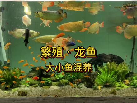 (自然生态 之 繁殖龙鱼)聊聊大小鱼混养的方法方式#养鱼日记 #我要上热门 #龙鱼 #观赏鱼 #鱼缸里的大自然