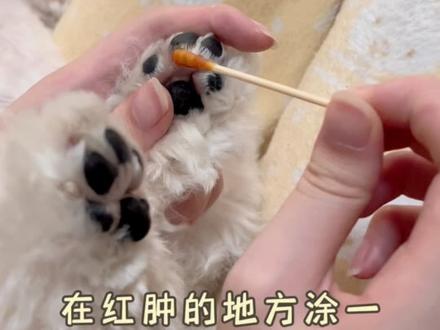 在家几乎零成本,3天治好趾间炎!
这种方法适合不是很严重的哈
如果太严重了建议还是去医院
#萌宠出道计划 #比熊 #萌宠日常记录 #科学养宠攻略 #趾间炎