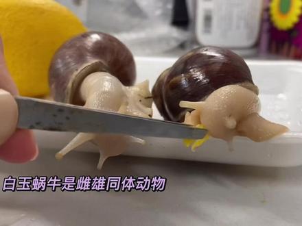 我到蜗牛宝宝吗?#宠物喂食 #蜗牛#蜗牛下蛋