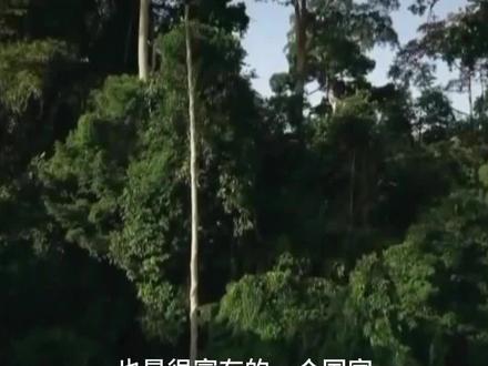 加里曼丹岛是由哪几部分组成的呢?看完你就知道了 #地理知识 #旅游 #创作灵感