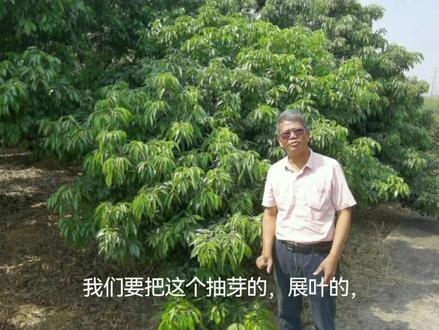 杀梢药,有2种,乙氧氟草醚和乙烯利,前者是触杀型除草剂,后者是生理性叶片脱落剂。只建议使用乙氧氟草醚,不能使用乙烯利。怎么喷乙氧氟草醚?24%的乙氧氟草醚兑水8000~10000倍,喷嫩叶,喷嫩枝,喷湿就好,不要滴水,雾点越细越好,尽量不喷老叶。选择没有转绿的树喷,黄绿的,展叶的,抽芽的。#农村生活 #优质农产品 #水果 #抖音助农 #科普