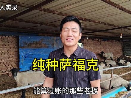 为什么纯种萨福克这么受欢迎?走近运城关先生,走近萨福克种羊