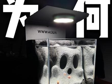 为啥我买wwwaqua?明明他很贵 #wwwaqua #孔雀鱼 #鱼缸 #养鱼日记