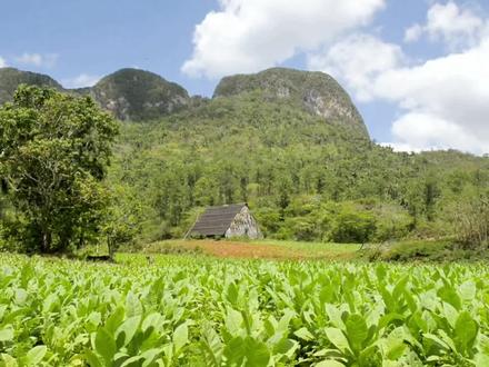《中国援古3万吨大米背后:古巴粮食危机的三重根源》 古巴人均耕地远超中国却陷粮荒,源于经济结构单一、农业生产低效、能源供给断裂。其耕地转向蔗糖种植,国营农场与承包制弊病叠加,委内瑞拉石油断供加剧危机,中国援助恰逢其时。#古巴 #零基础看懂全球 #全球创作者计划 #抖音二创激励计划 #百年未有之大变局