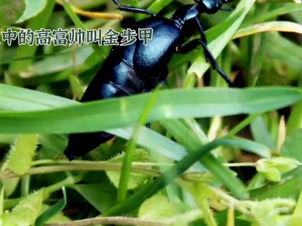 昆虫中的高富帅叫金步甲 #《金步甲》昆虫中的高富帅叫金步甲, #虫子