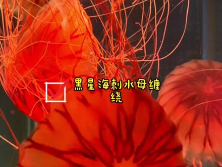 海刺水母和手/实在不知道用什么标题了,你给想一个吧?#水母 #动植物观察局 #热门 @DOU+小助手