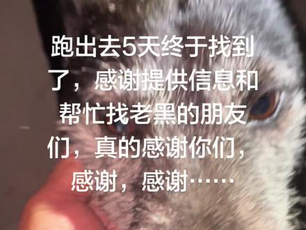 #狗狗的视频 #萌宠狗狗 #小狗🐶 #小狗狗 真心感谢大家的帮助,老黑终于找到了……