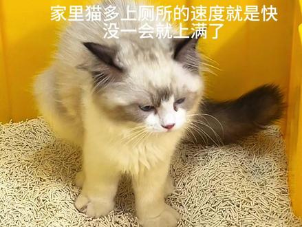 这个木薯砂有点东西#猫砂测评 #布偶猫
