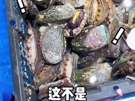 你真的了解鲍鱼吗?#你有所不知的贝类 #博物馆 #贝类科普 #百亿流量扶持 #鲍鱼 #涨知识