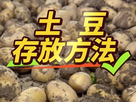 土豆应该如何存放,后期不容易烂 #土豆收获