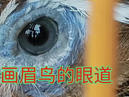分析画眉鸟的眼道,新手老手值得一看。