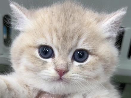 你们为啥都催着要这种智障猫,不能看点聪明的嘛😅#猫咪 #蓝金渐层 #蓝金