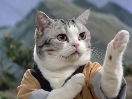 李哈哈小猫说我就没按套路过 #猫 #萌宠 #李哈哈一家