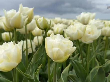 荷兰华裔高洋三十年后回家,与父亲的重逢成了绝唱,坟前泣不成声#四川 #江苏 #徐州#寻亲 #父亲