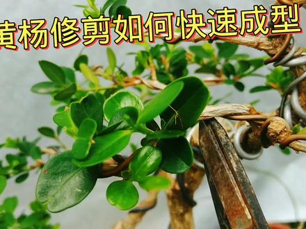 黄杨春季这样修剪,才是成型的关键 #盆景 #盆景艺术 #黄杨盆景 #园艺 #盆景制作 #黄杨修剪技术